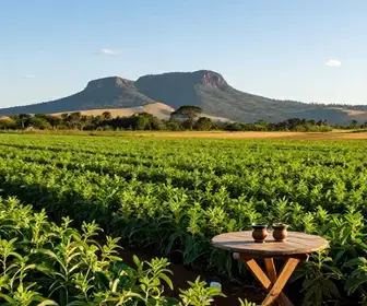 A Tradição da Erva-Mate em Mato Grosso do Sul: Uma Viagem pela História A Tradição da Erva-Mate em Mato Grosso do Sul: Uma Viagem pela História