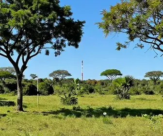 Conectividade no Pantanal: Internet e Sinal de Celular