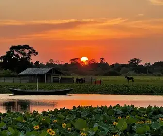 Descubra a Cultura Pantaneira: Tradições e Estilos de Vida no Mato Grosso do Sul
