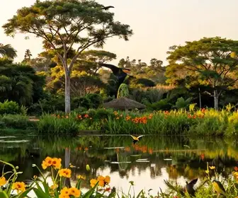 Descubra a Encontros Inesquecíveis com Aves em Mato Grosso do Sul