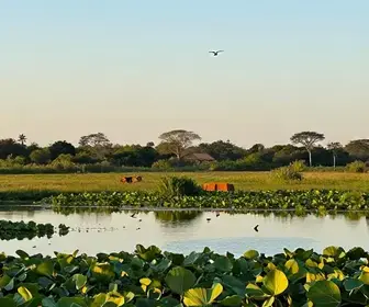Descubra as Melhores Agências para Conhecer o Pantanal de MS