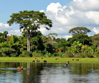 Descubra o Ecoturismo no Pantanal: Atrações e Experiências Imperdíveis