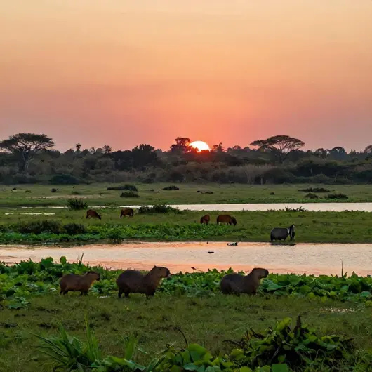 Descubra o Encanto da Pantanal Viagens