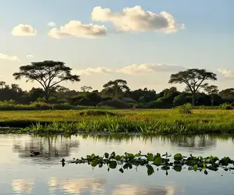 Descubra o Encanto do Passeio de Chalana no Pantanal