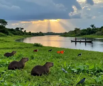 Encante-se com os Melhores Passeios no Pantanal de MS