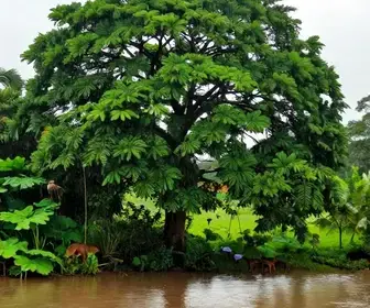 Entenda a Época das Chuvas em Mato Grosso do Sul