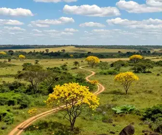 Explorando o Parque Nacional das Emas: Um Tesouro Natural de Mato Grosso do Sul