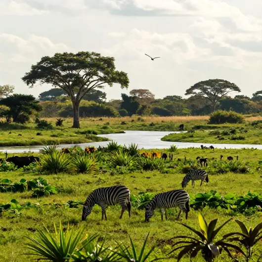 Explore as Belezas Naturais com Pantanal Click Turismo Agência e operadora