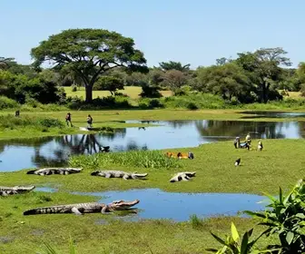 Explore o Bioparque Pantanal: Um Refúgio da Natureza em MS