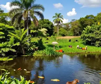 Guia Completo: 32 Agências e Guias em Mato Grosso do Sul