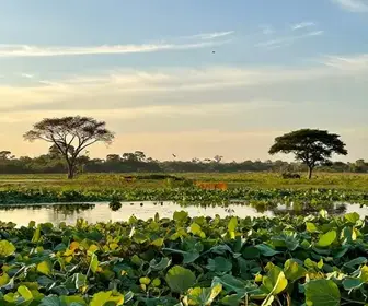Guia Prático de Como Chegar ao Pantanal no Mato Grosso do Sul Guia Prático de Como Chegar ao Pantanal no Mato Grosso do Sul