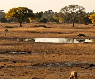 O Que Saber Sobre a Época de Seca no Pantanal