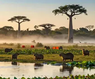 Quando é a Melhor Época para Ver Animais no Pantanal