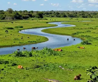 Quando é a Melhor Época para Visitar o Pantanal em Mato Grosso do Sul