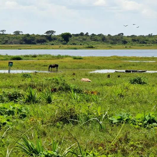Visit Pantanal: Uma Experiência Única na Natureza